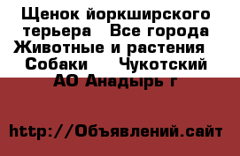 Щенок йоркширского терьера - Все города Животные и растения » Собаки   . Чукотский АО,Анадырь г.
